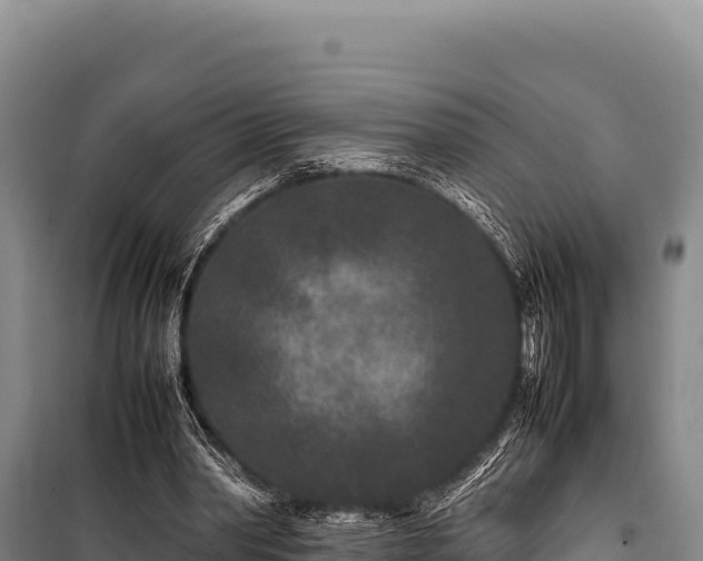 X0000100860390200806271205