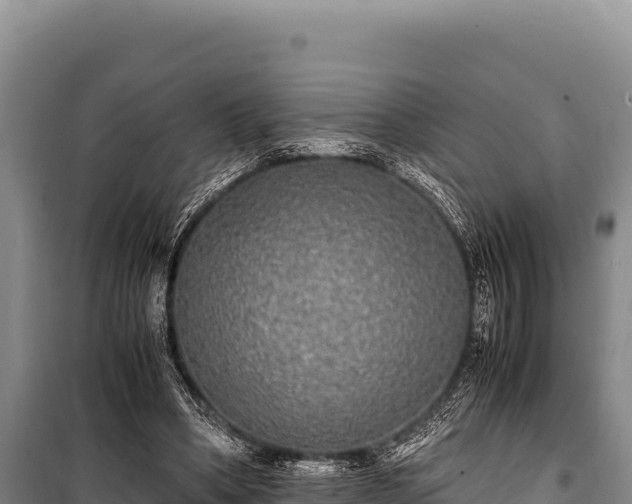 X0000100860394200806271205