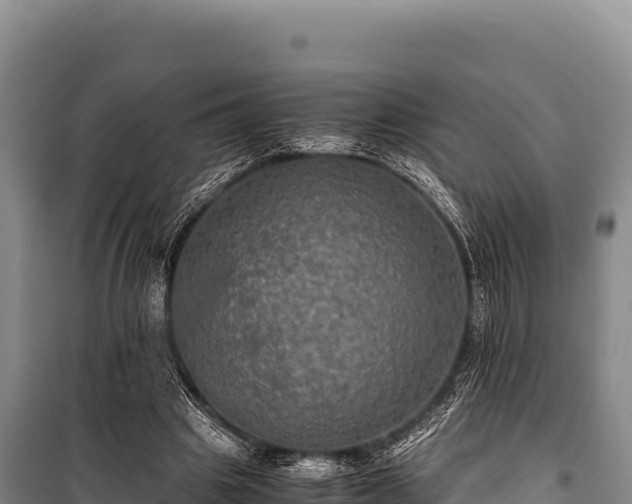 X0000100860441200806271204