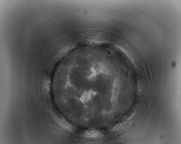 X0000100860451200806271204