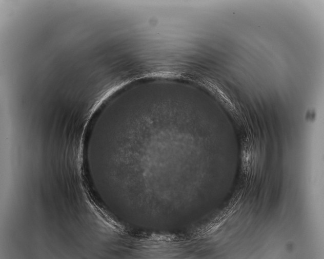 X0000100860484200806271203