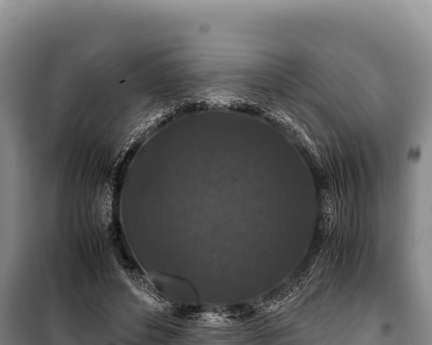 X0000100860496200806271203