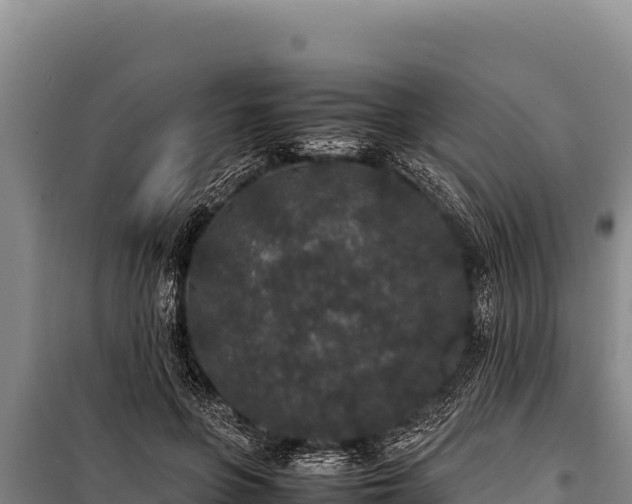 X0000100860551200806271202