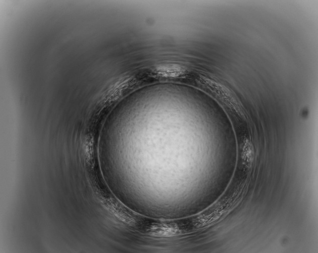 X0000100860559200806271202