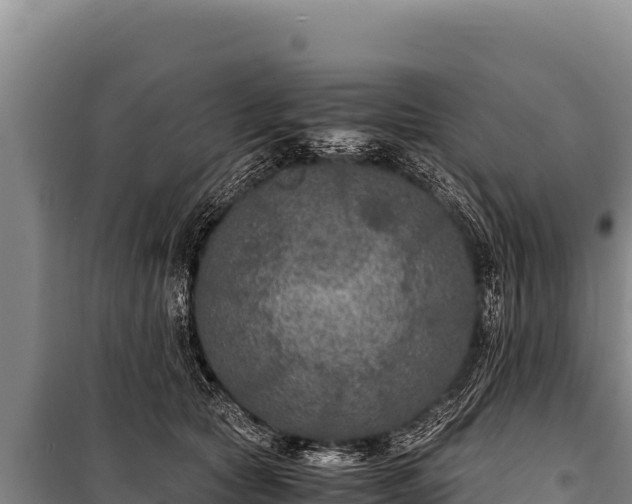 X0000100860561200806271202