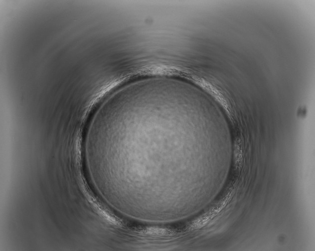 X0000100860581200806271202