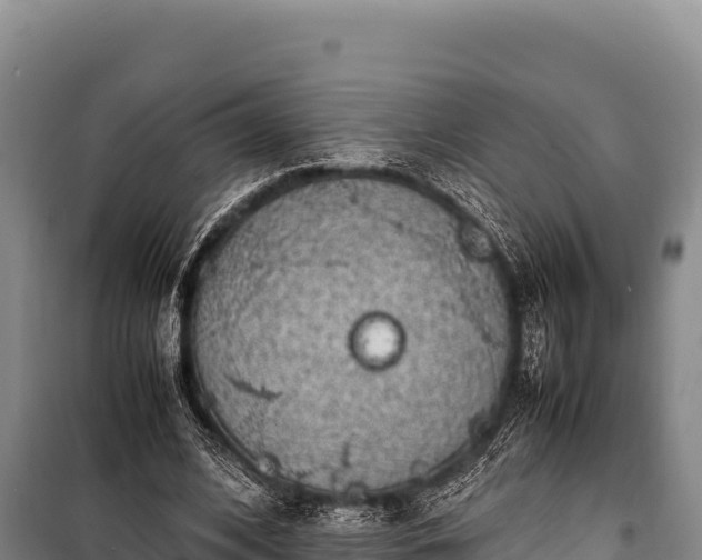 X0000100860584200806271202