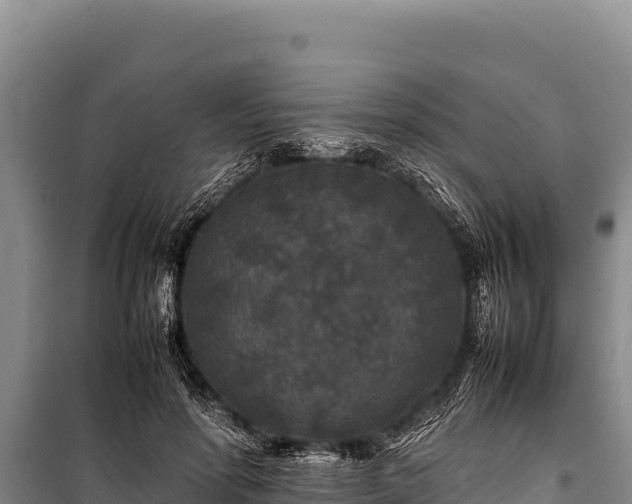 X0000100860598200806271202