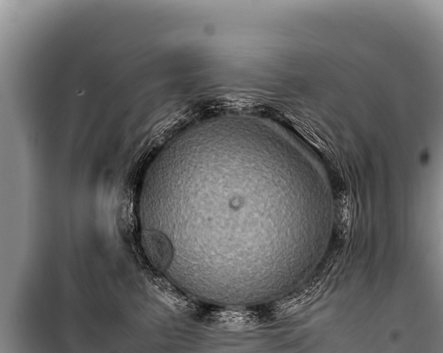 X0000100860615200806271201