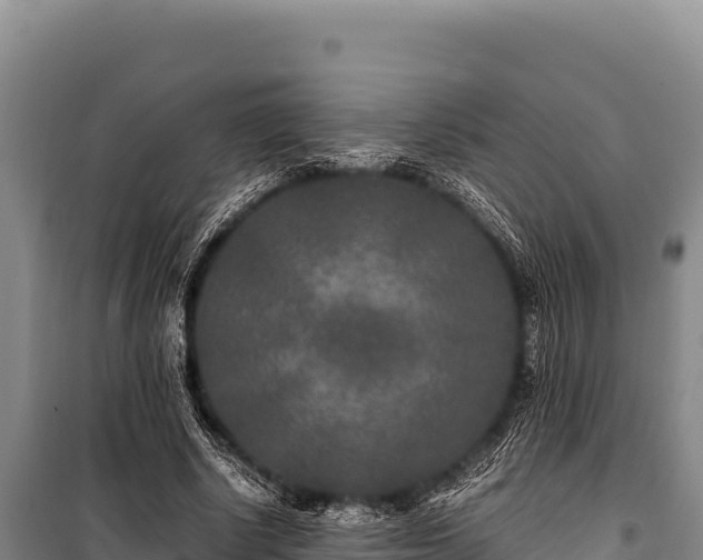 X0000100860634200806271201