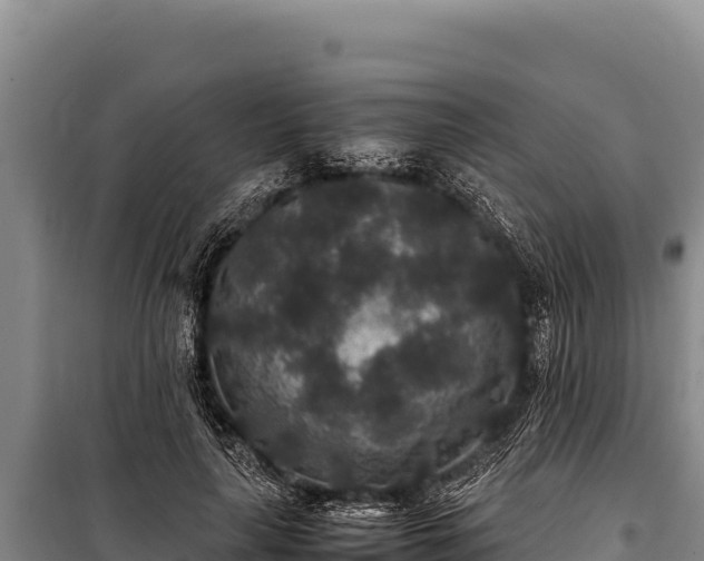 X0000100860643200806271201