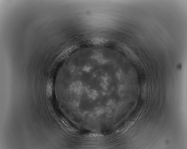 X0000100860644200806271201