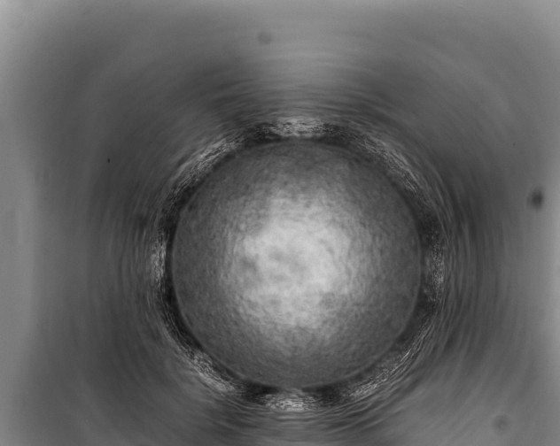 X0000100860652200806271201