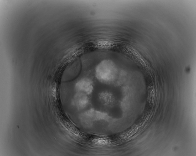 X0000100860655200806271201