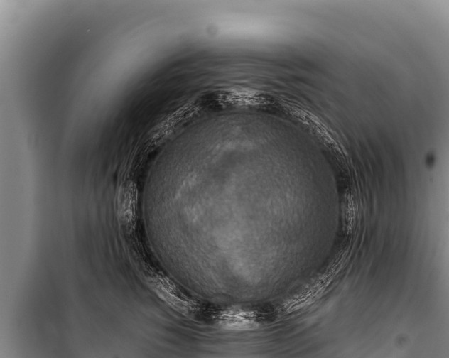 X0000100860760200806271200