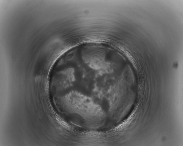 X0000100860779200806271159