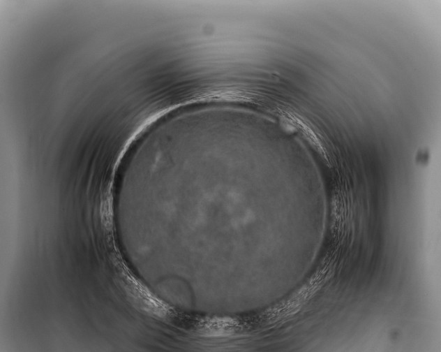 X0000100860784200806271159