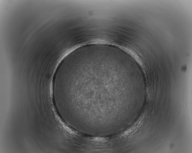 X0000100860839200806271158