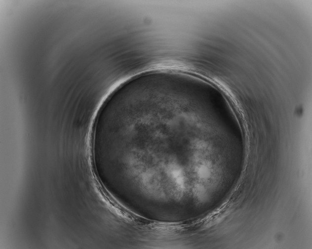 X0000100860864200806271158