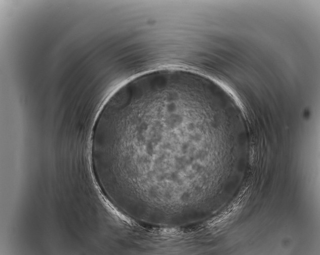 X0000100860903200806271157