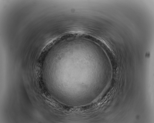 X0000100860967200806271156