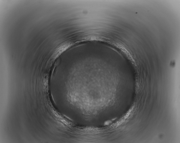 X0000100860977200806271156