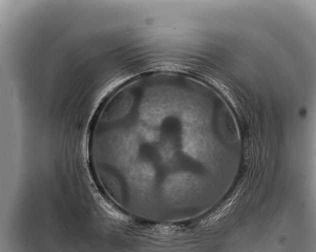 X0000100860987200806271156