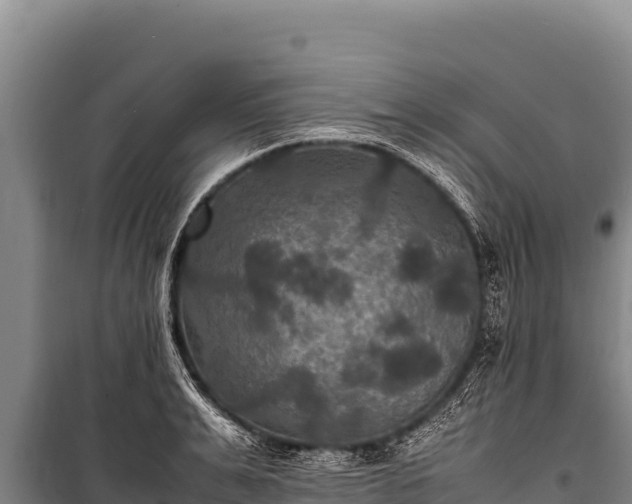 X0000100860991200806271156