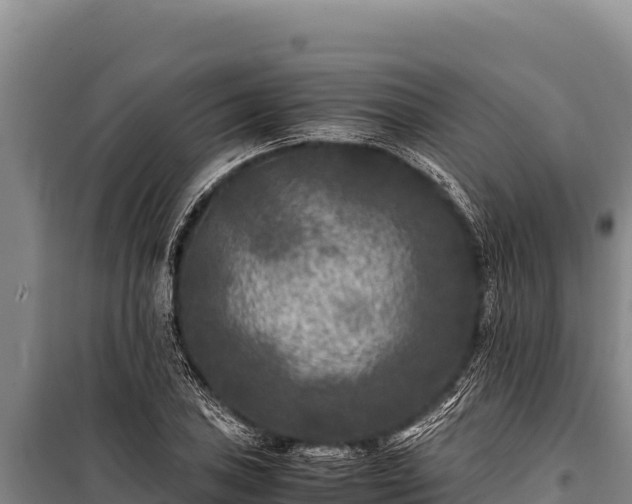 X0000100861027200806271155