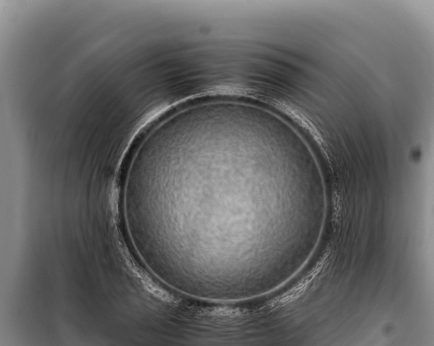 X0000100861029200806271155