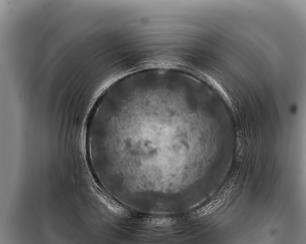 X0000100861035200806271155