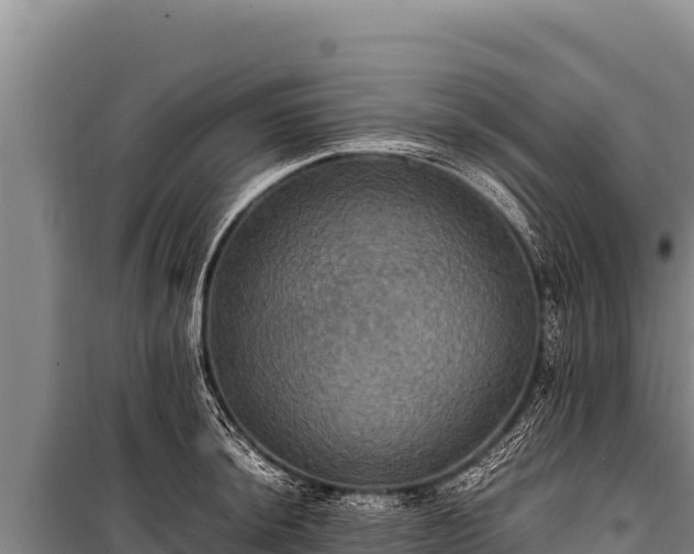 X0000100861044200806271155