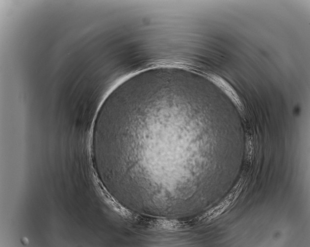 X0000100861052200806271155