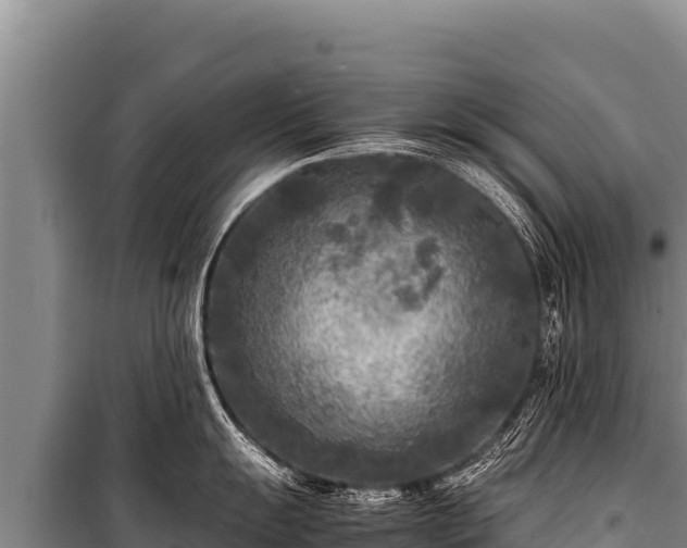 X0000100861055200806271155