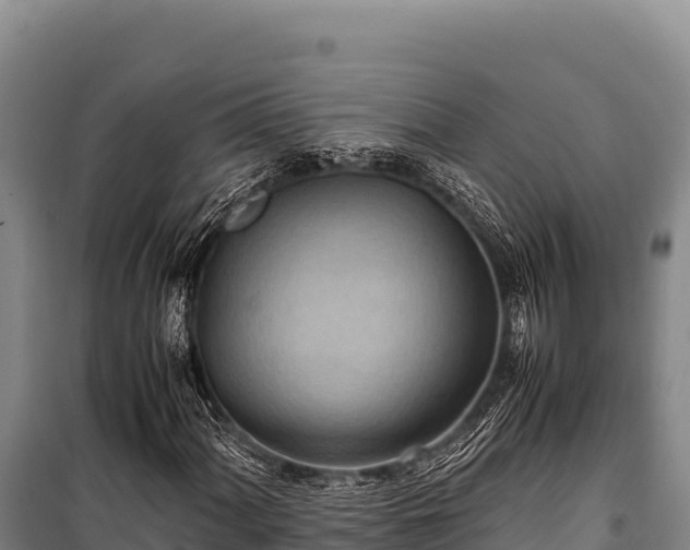 X0000100861060200806271155