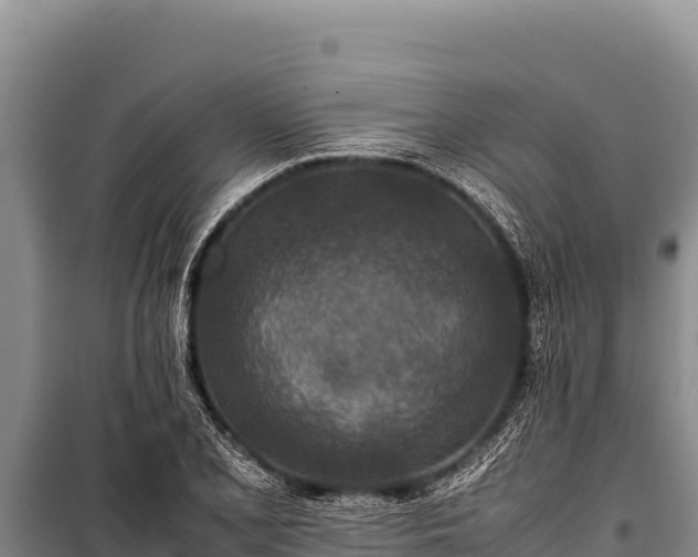 X0000100861077200806271155