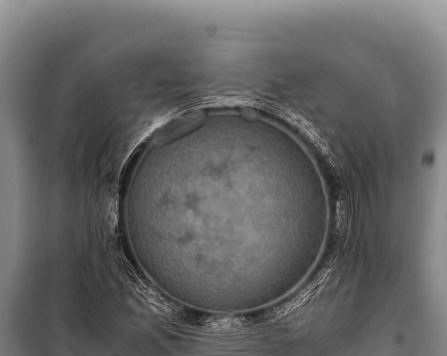 X0000100861165200806271153