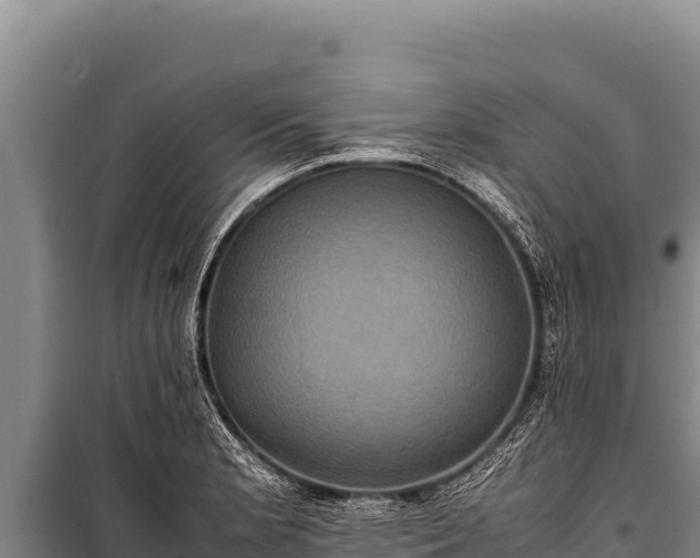 X0000100861181200806271153