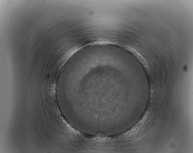 X0000100861185200806271152