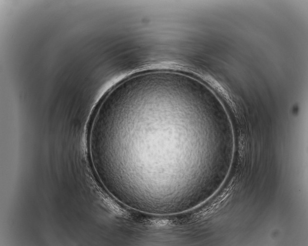 X0000100861230200806271152