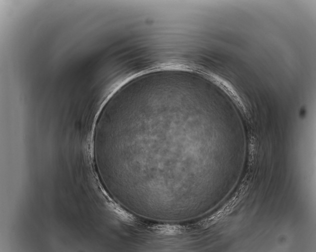 X0000100861236200806271152