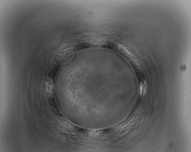 X0000100861251200806271151