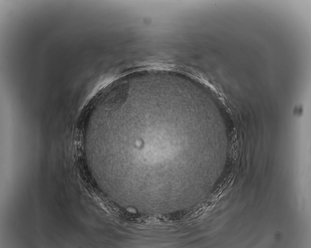 X0000100861255200806271151