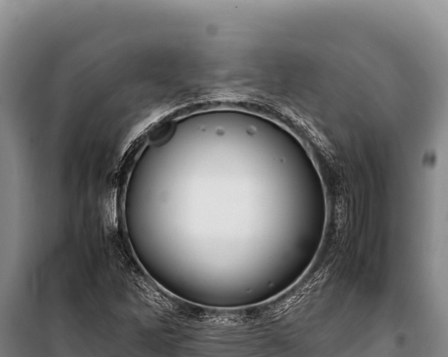 X0000100861262200806271151