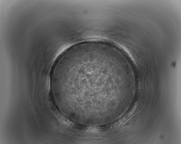 X0000100861267200806271151