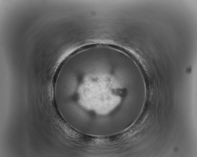 X0000100861271200806271151