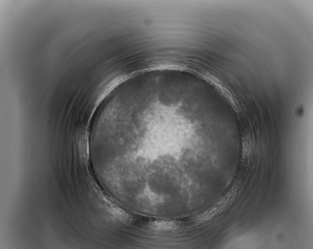 X0000100861274200806271151