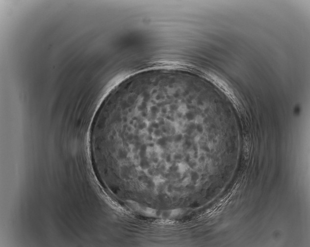 X0000100861283200806271151