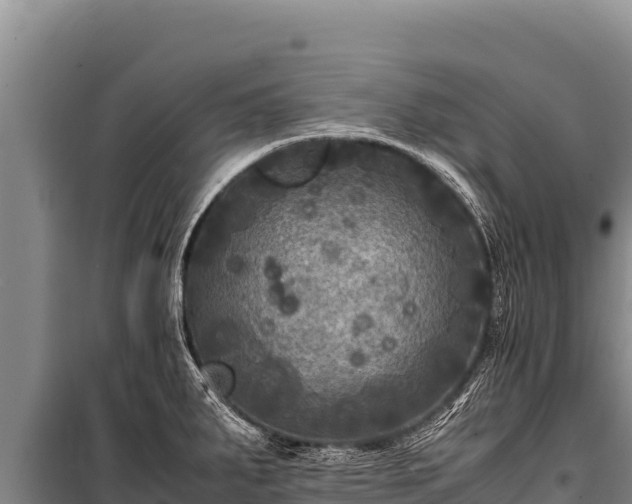 X0000100861287200806271151