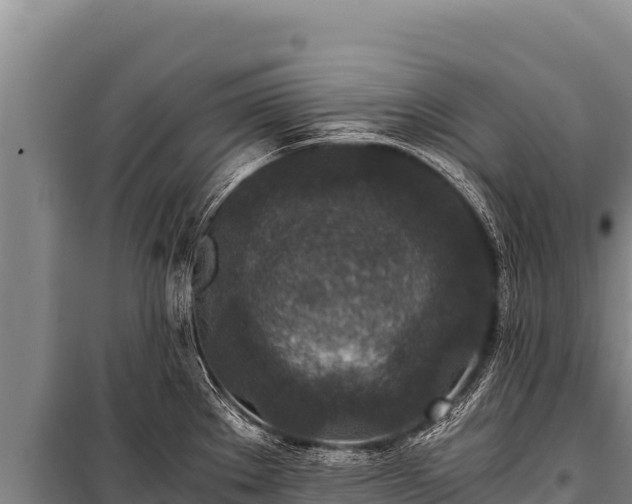 X0000100861289200806271151